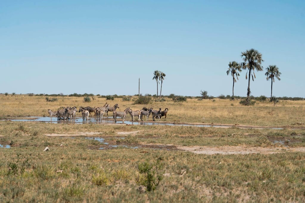Wasserloch mit 18 Meter hohen Palmen – bester Ort für Zebra- und Gnu-Beobachtungen im Makgadikgadi