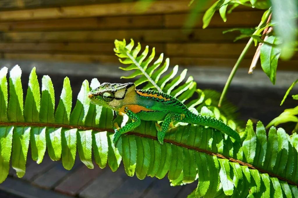 Grüne Echse auf Farnblatt im hellen Tageslicht, Seitenansicht.