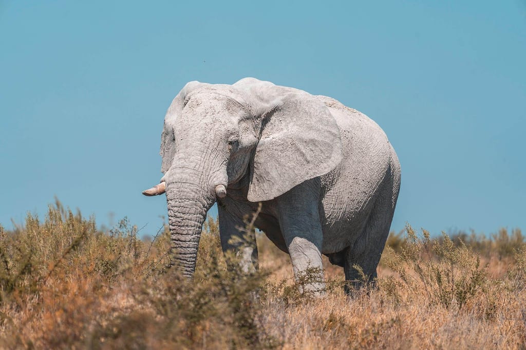 Ein einzelner Elefant im trockenen Buschland vor blauem Himmel (Namutoni, Namibia).