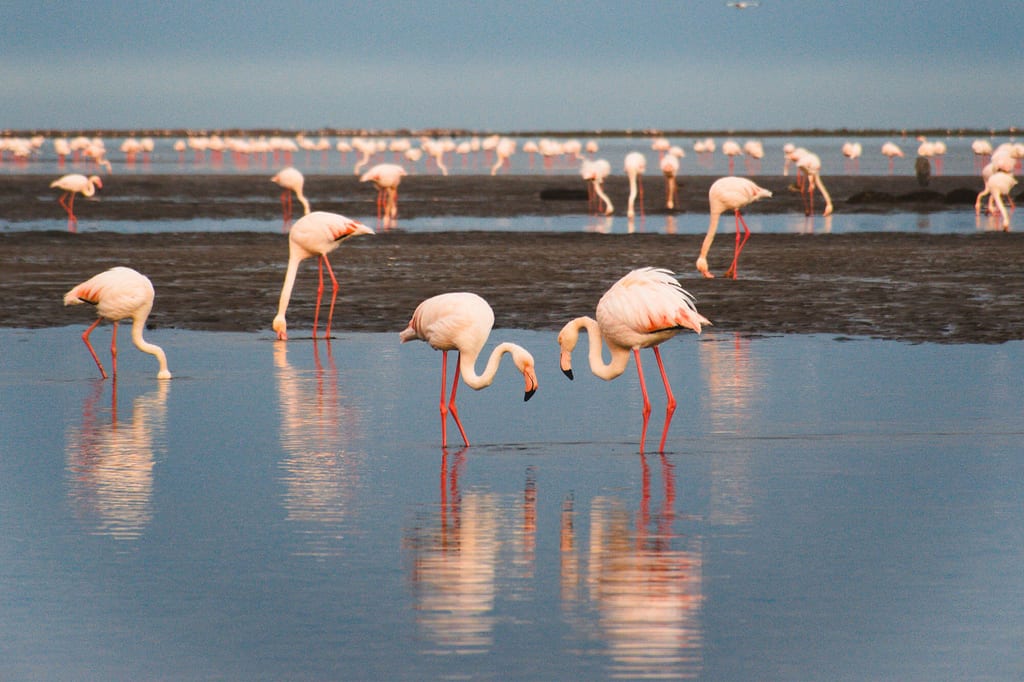 Langbeinige Watvögel mit rosa Gefieder waten und picken im flachen Watt, gespiegelt im ruhigen Wasser.