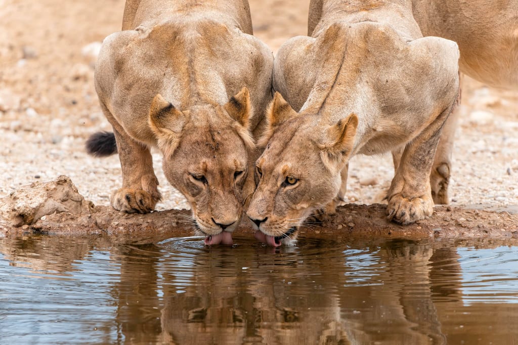 Zwei Löwinnen trinken nebeneinander an einem Wasserloch, niedrige Perspektive mit Spiegelung.