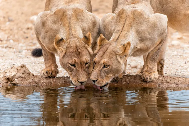 Zwei Löwinnen trinken nebeneinander an einem Wasserloch, niedrige Perspektive mit Spiegelung.