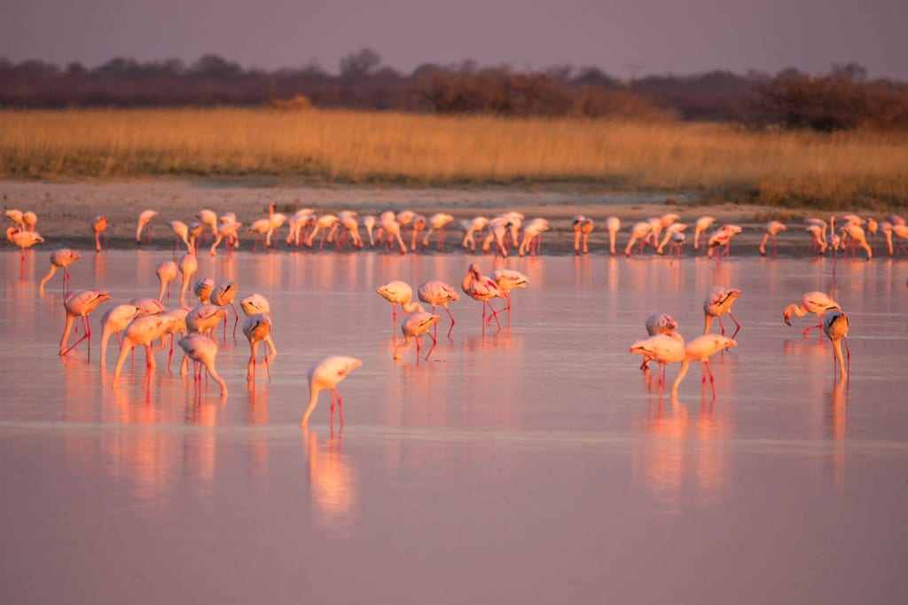 Flamingos waten im seichten Wasser bei rosafarbenem Abendlicht mit Spiegelungen.