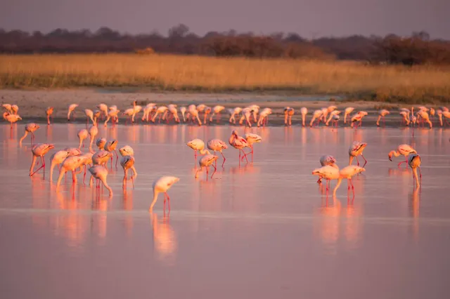 Flamingos waten im seichten Wasser bei rosafarbenem Abendlicht mit Spiegelungen.