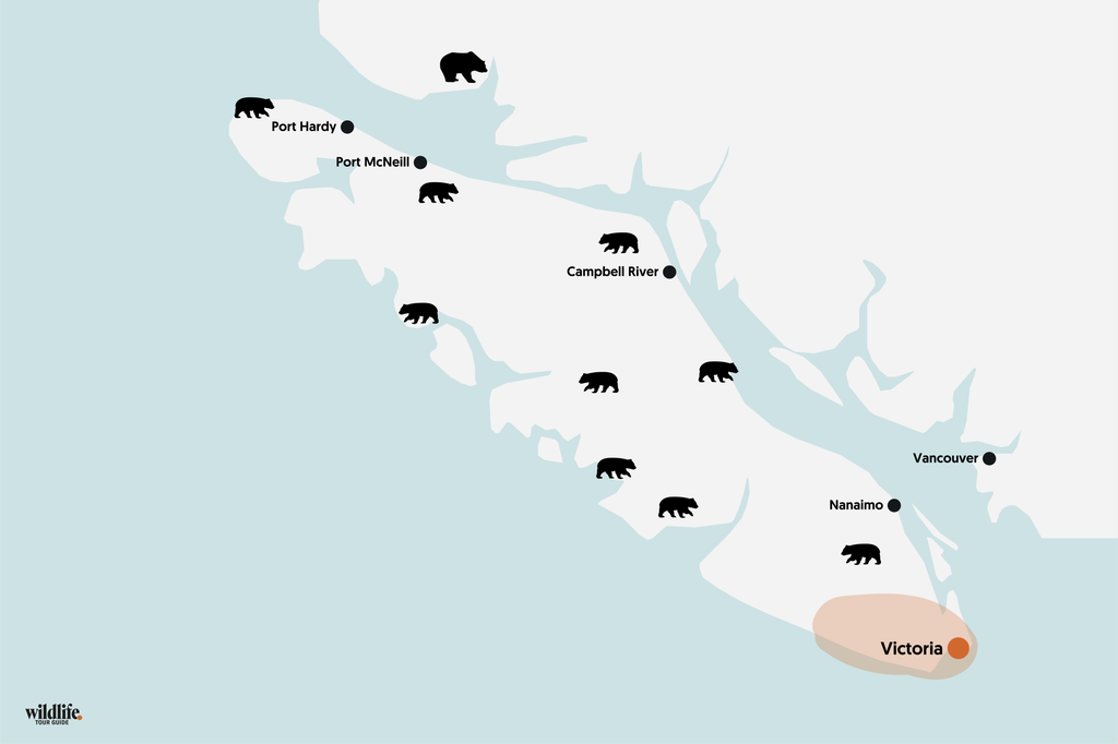 Bärenbeobachtung auf Vancouver Island rund um Victoria