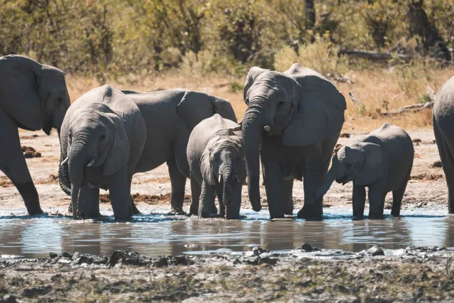Mehrere Elefanten mit Jungtieren trinken an einem Wasserloch in der Savanne