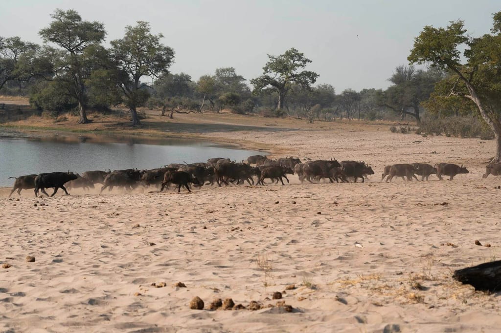 Eine Herde Büffel galoppiert vom Wasser durch den Sand das Ufer hinauf