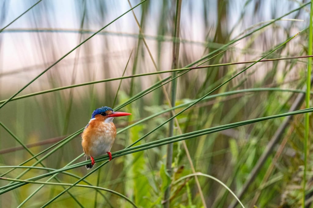 Kleiner bunter Vogel sitzt auf Schilfhalm in dichter Sumpfvegetation, seitliche Nahaufnahme