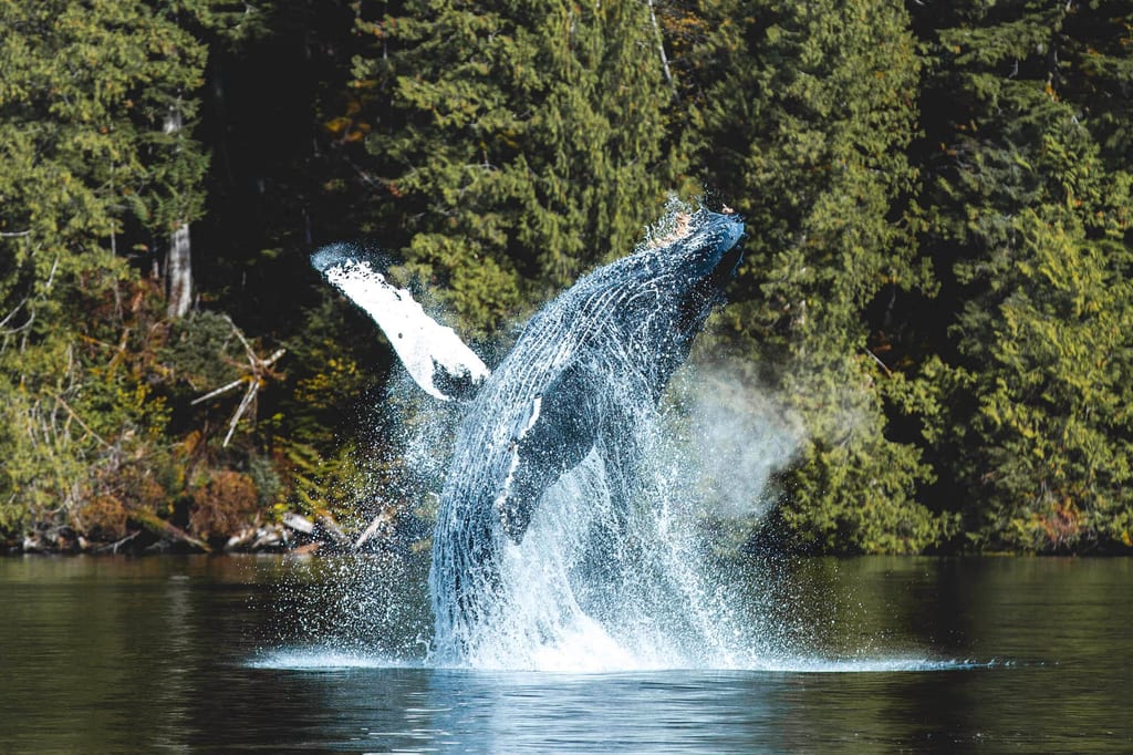 Ein Buckelwal springt vor Vancouver Island aus dem Wasser