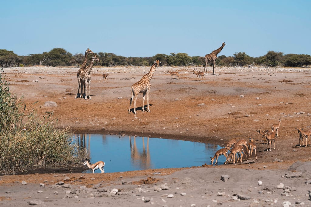 Mehrere Giraffen und Antilopen an einem Wasserloch in sonniger Savannenlandschaft.