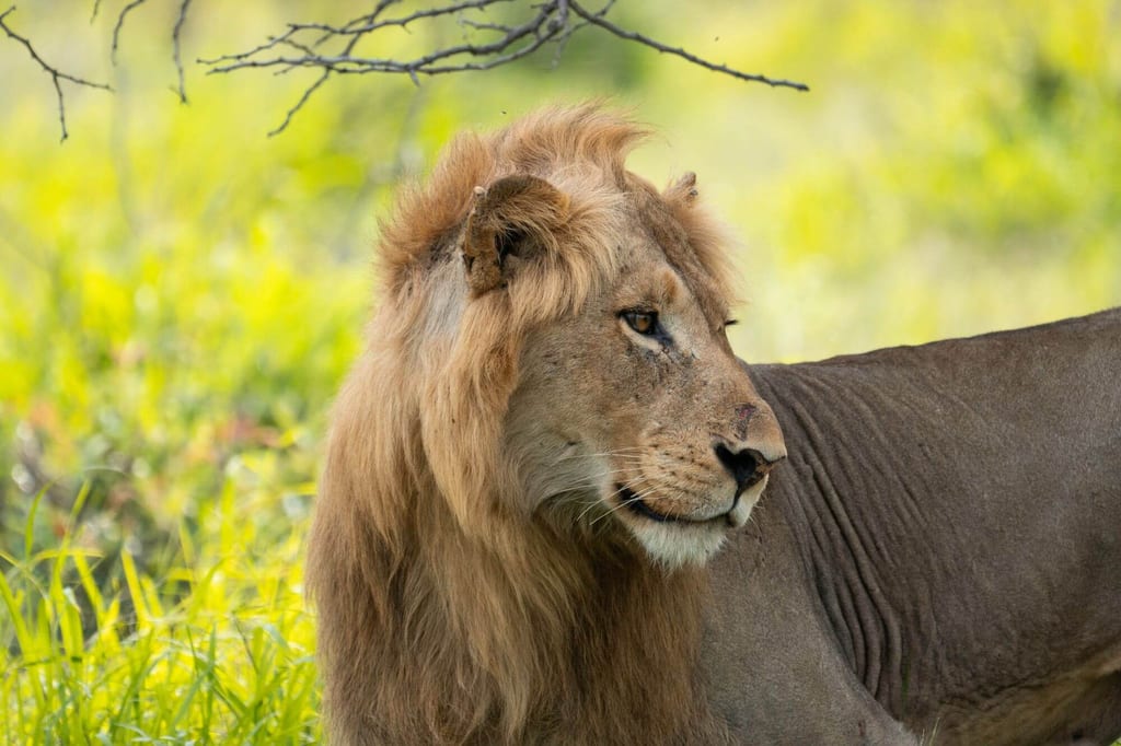 Ein Löwenmännchen im Profil vor grünem Gras, Nahaufnahme auf Augenhöhe.