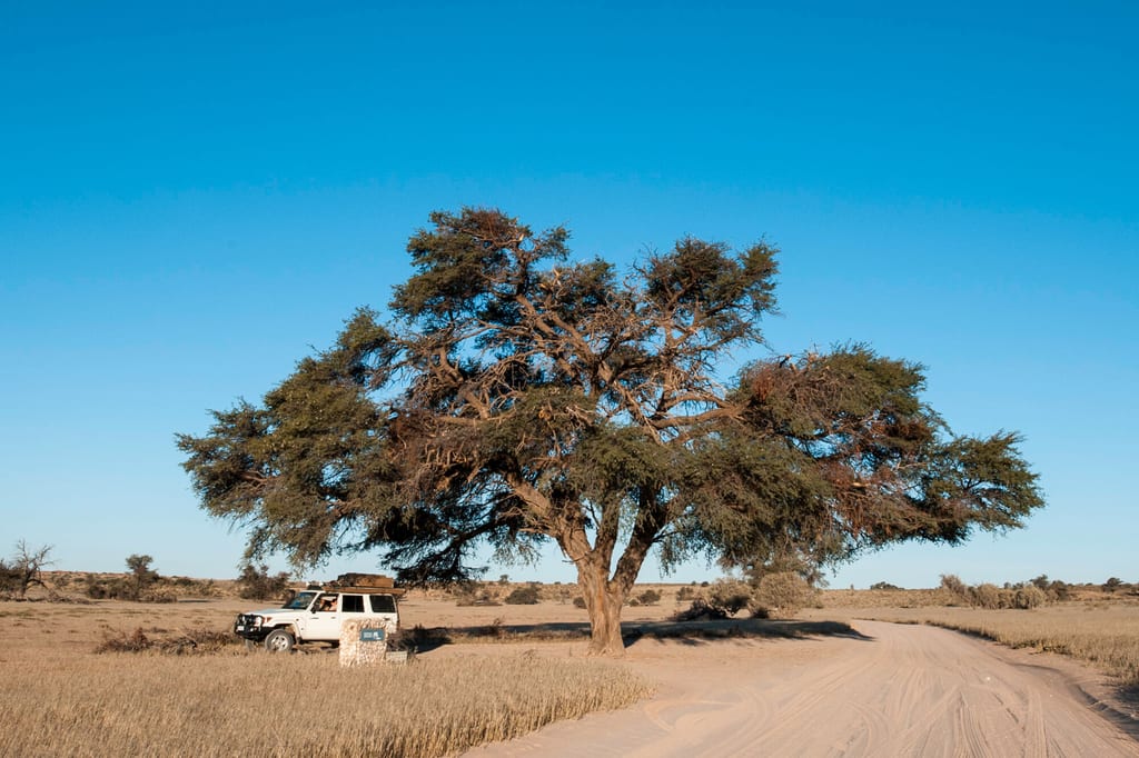 Weites Landschaftsbild mit großem Baum, Geländewagen am Sandweg und warmem Abendlicht