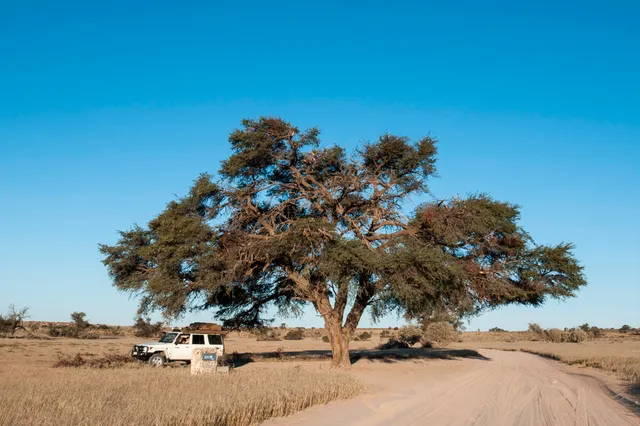Weites Landschaftsbild mit großem Baum, Geländewagen am Sandweg und warmem Abendlicht