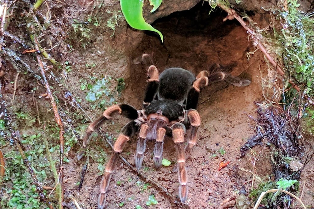 Frontalaufnahme einer Vogelspinne, die aus einer Erdhöhle auf moosigem Waldboden kriecht.