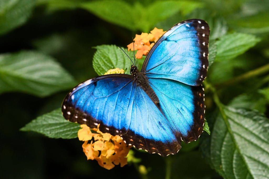 Blauer Morphofalter mit geöffneten blauen Flügeln auf orangefarbener Blüte, Nahaufnahme