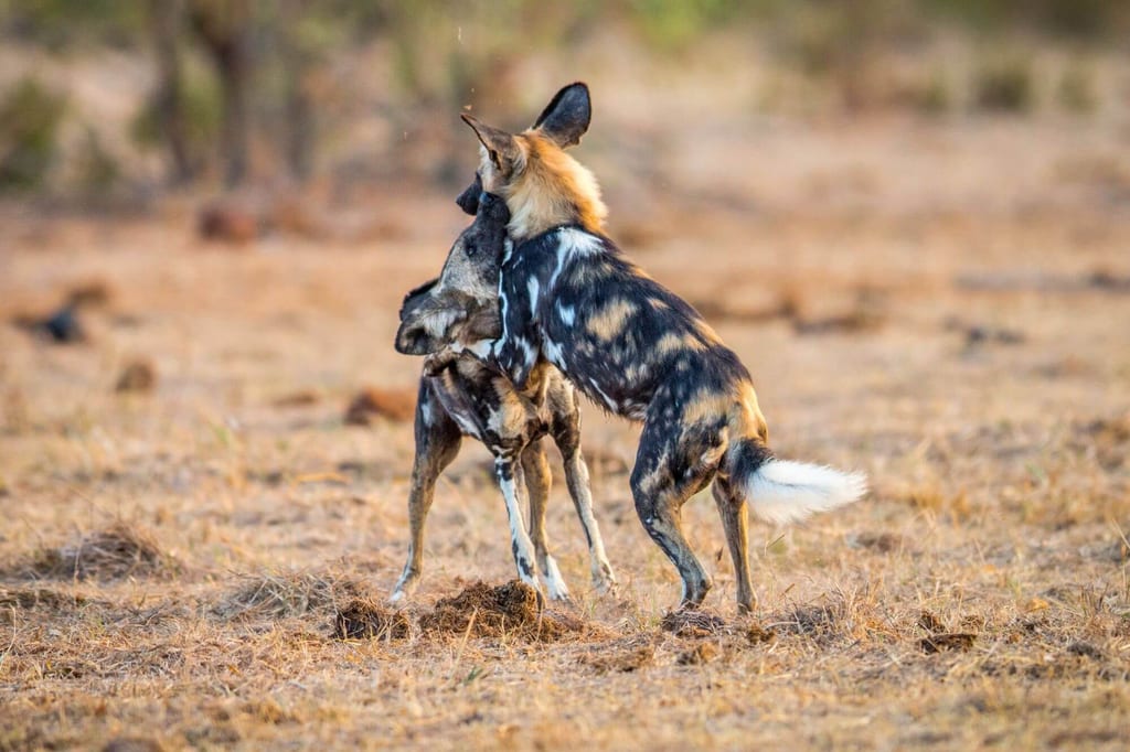 Zwei wild lebende Hunde raufen sich in einer trockenen Graslandschaft im warmen Abendlicht.