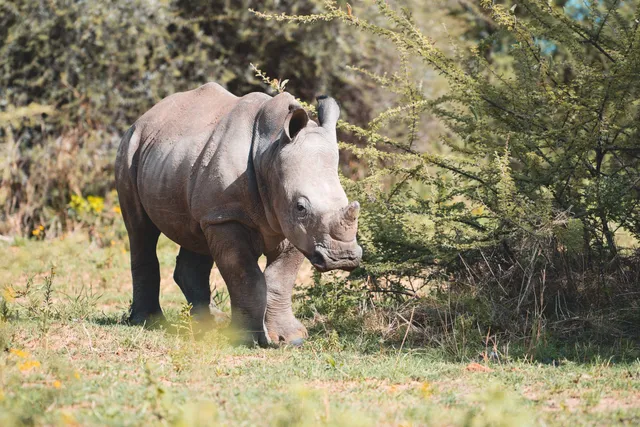 Junges Nashorn in der Buschsavanne