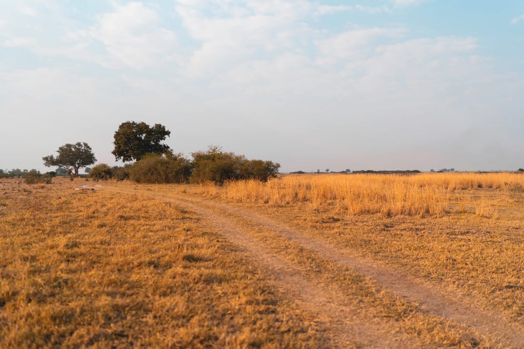 Trockene Graslandschaft mit sandigem Feldweg, vereinzelten Bäumen und warmem Abendlicht