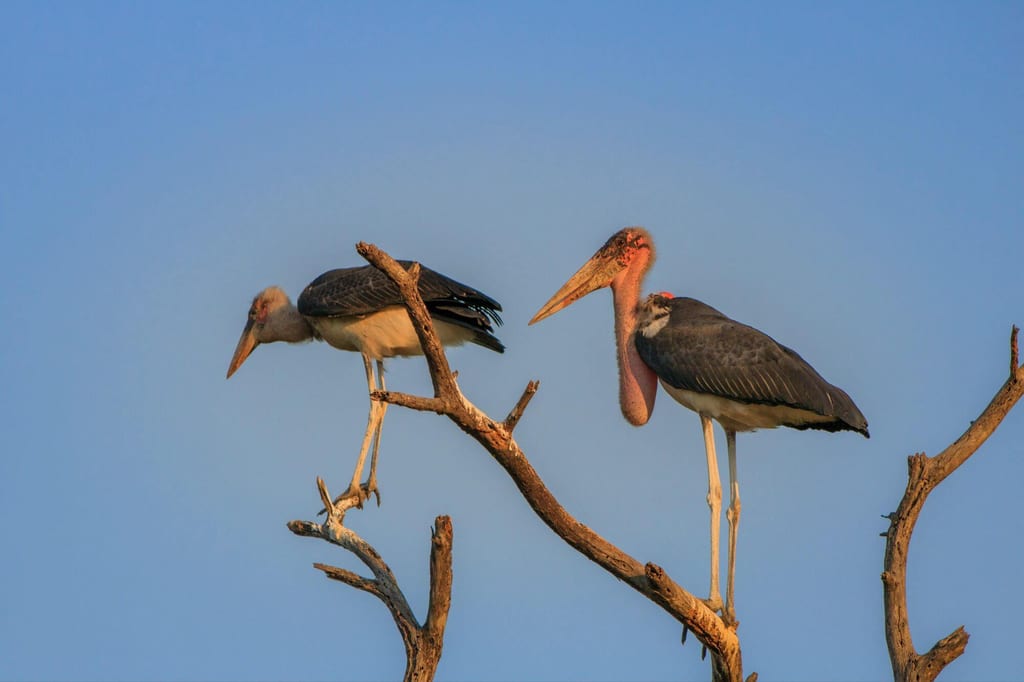 Zwei große Vögel auf toten Ästen im warmen Seitenlicht vor blauem Himmel.