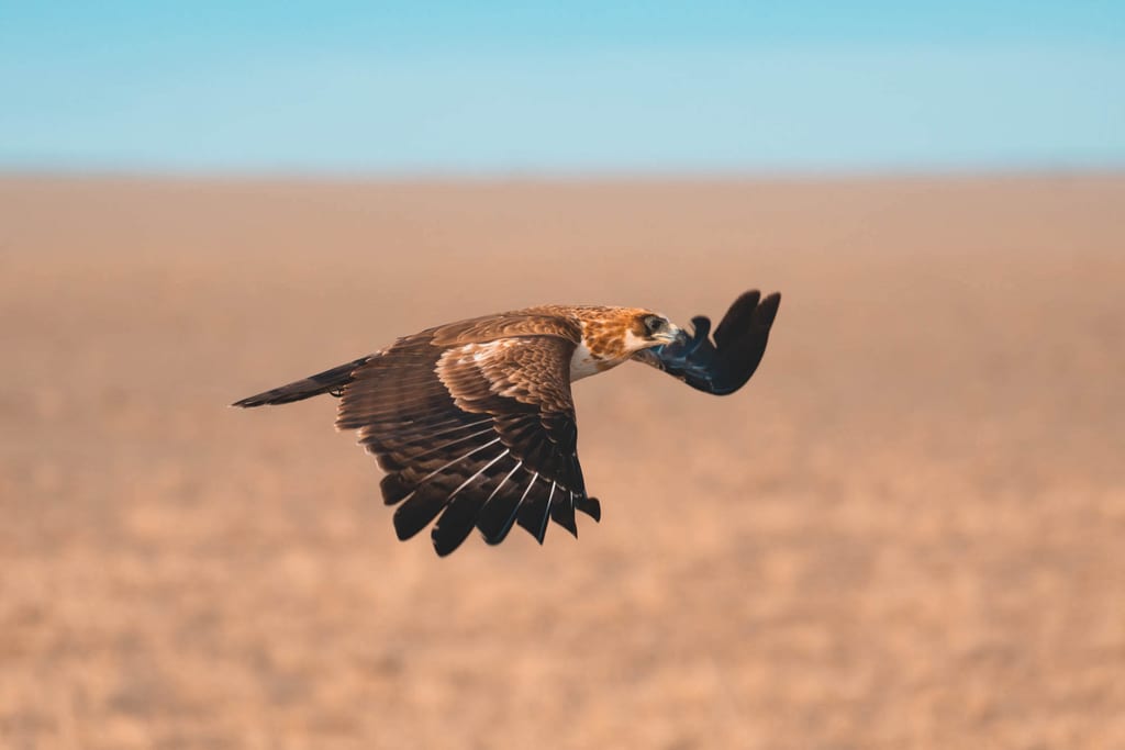 Ein Greifvogel in Seitenansicht fliegt tief über trockener, weiter Landschaft bei klarem Tageslicht.