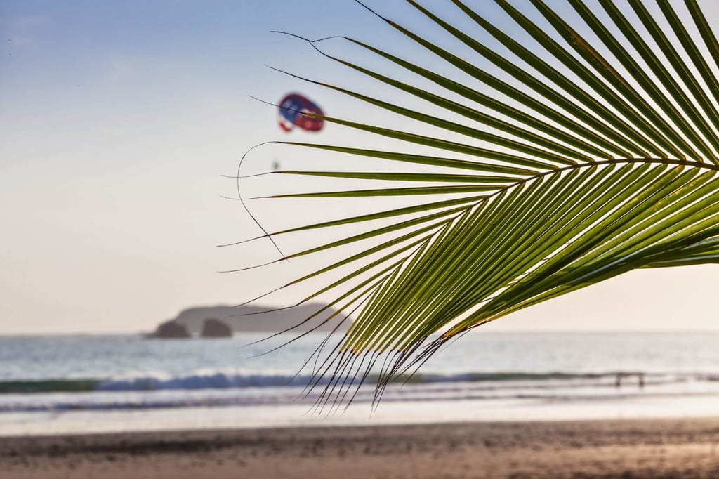 Nahaufnahme eines Palmwedels vor Strand, Meer und Parasail im warmen Spätnachmittagslicht.
