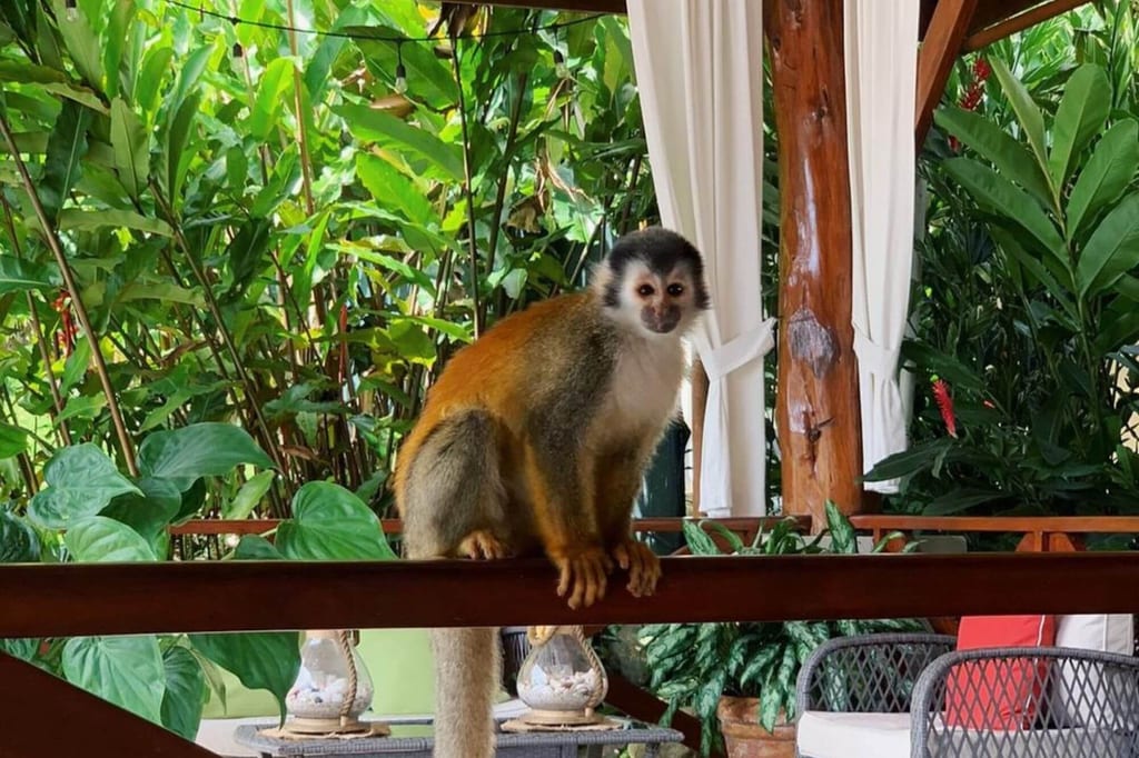 Ein Affe sitzt auf einem Holzgeländer vor dichter tropischer Vegetation auf einer Terrasse.