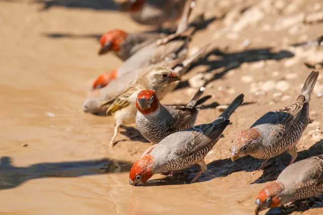 Mehrere kleine Singvögel trinken an einer schlammigen Wasserstelle bei hellem Sonnenlicht.