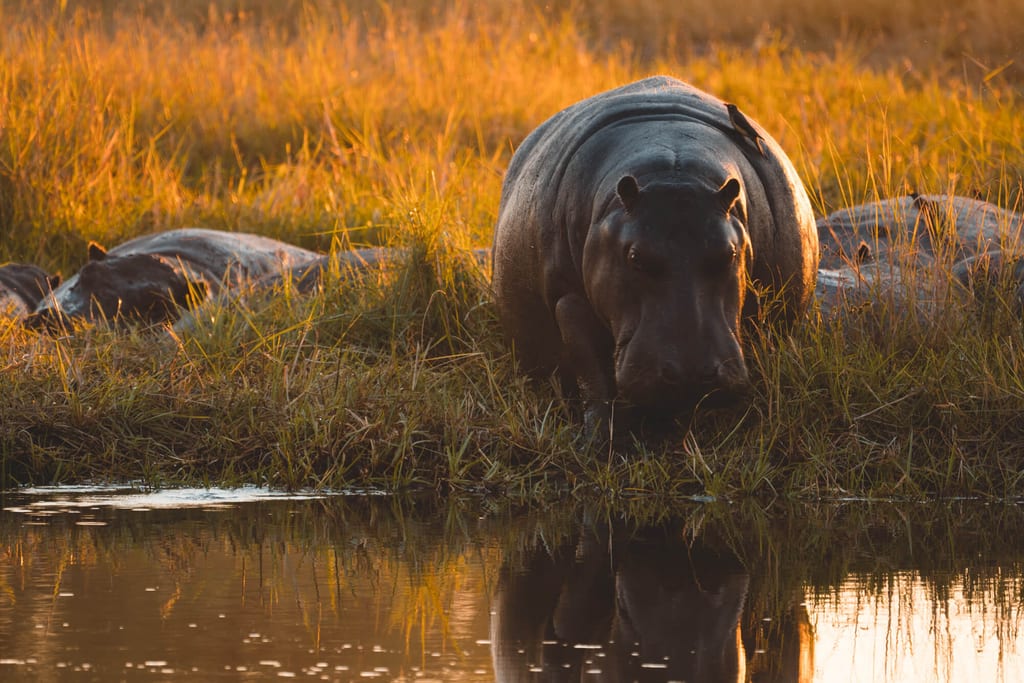Flusspferde am Ufer eines Wasserlochs im goldenen Abendlicht mit Spiegelung im Wasser