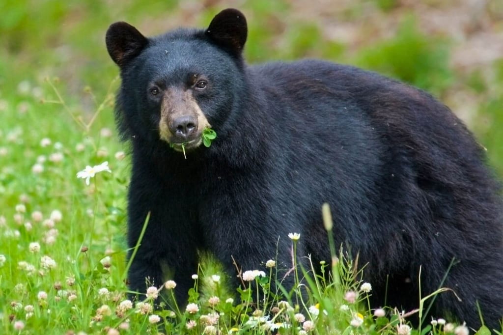 Ein Schwarzbär frisst frischen Klee