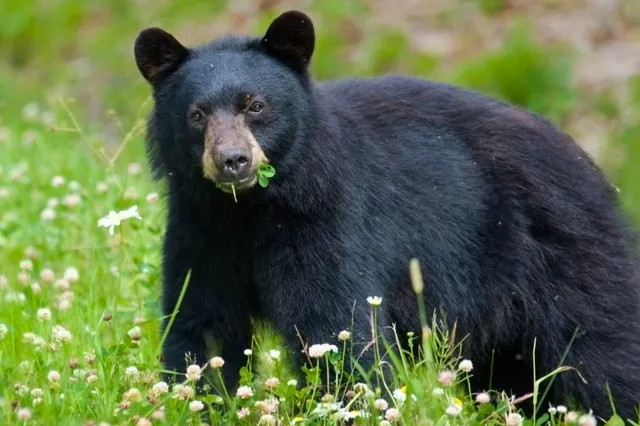 Ein Schwarzbär frisst frischen Klee