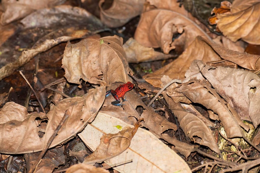 Nahaufnahme eines kleinen roten Frosches auf trockenem Laub am Waldboden