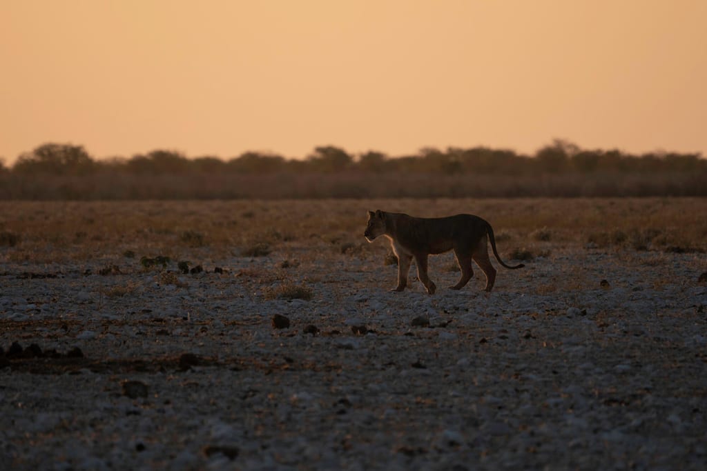 Einzelne Raubkatze in Seitenansicht auf karger Ebene bei Sonnenuntergang.