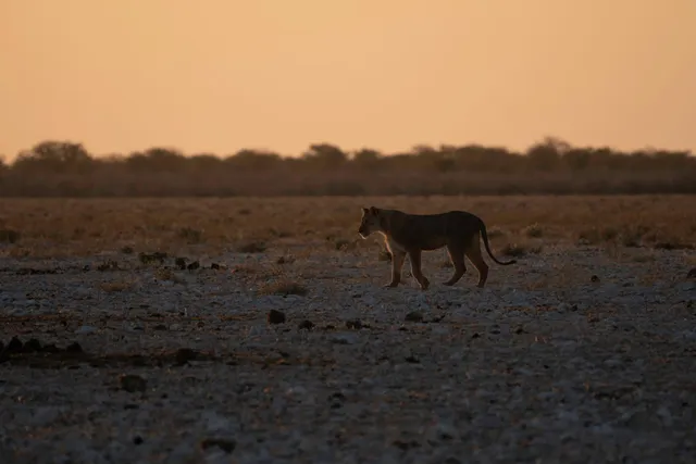 Einzelne Raubkatze in Seitenansicht auf karger Ebene bei Sonnenuntergang.