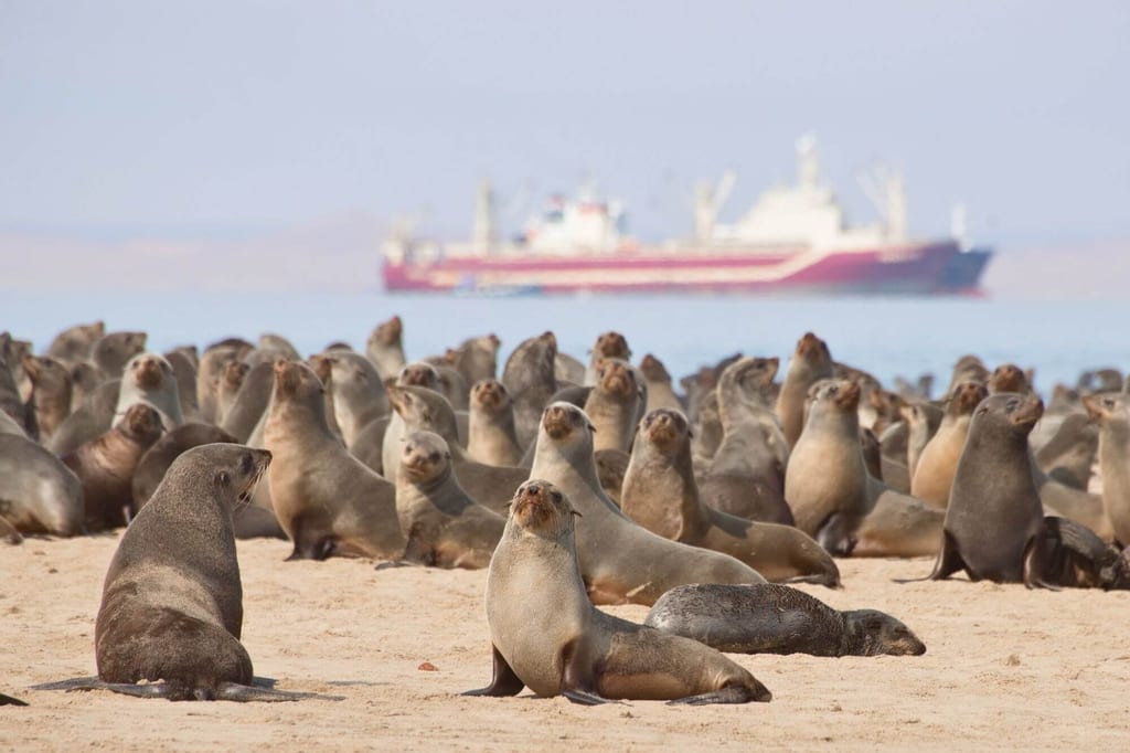 Große Robbenkolonie am Sandstrand von Walvis Bay, Namibia, mit Frachtschiff auf dem ruhigen Meer im Hintergrund.