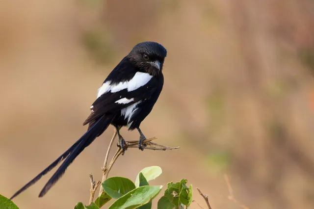 Elsterwürger auf Zweig, schwarz-weißer Vogel mit langem Schwanz vor unscharfem beige-braunem Hintergrund.