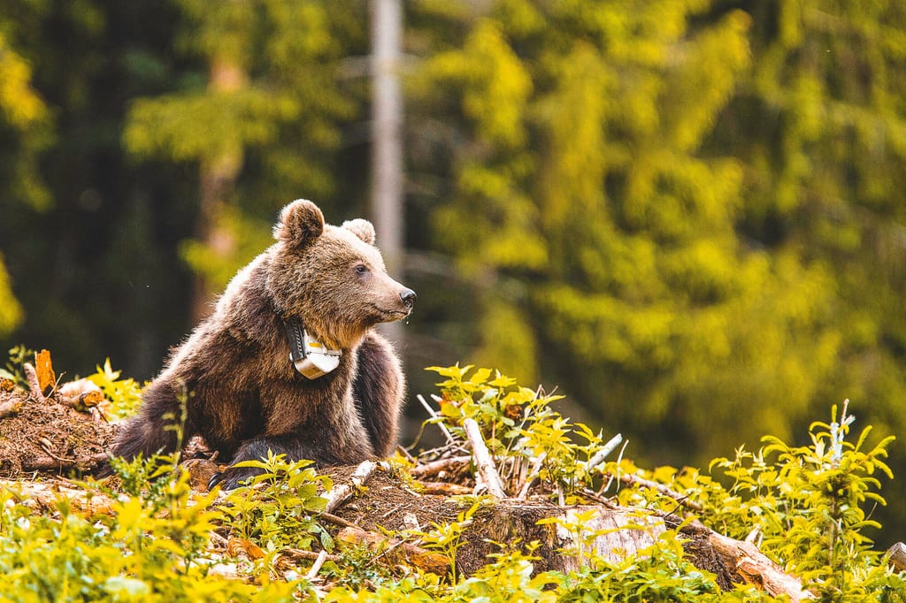 Über Sender werden die Wanderrouten der Tiere erforscht