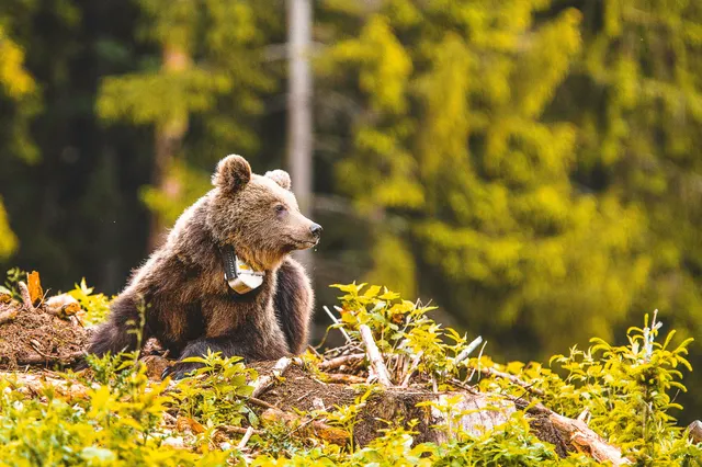 Über Sender werden die Wanderrouten der Tiere erforscht