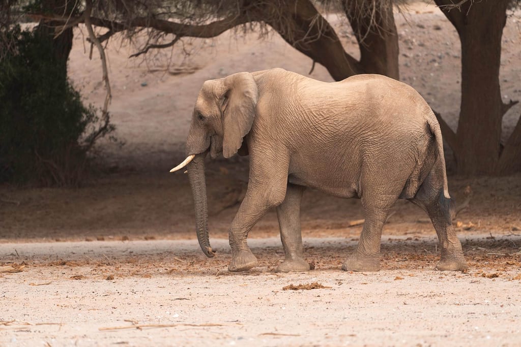 Ein Wüstenelefant streift durch den Hoanib