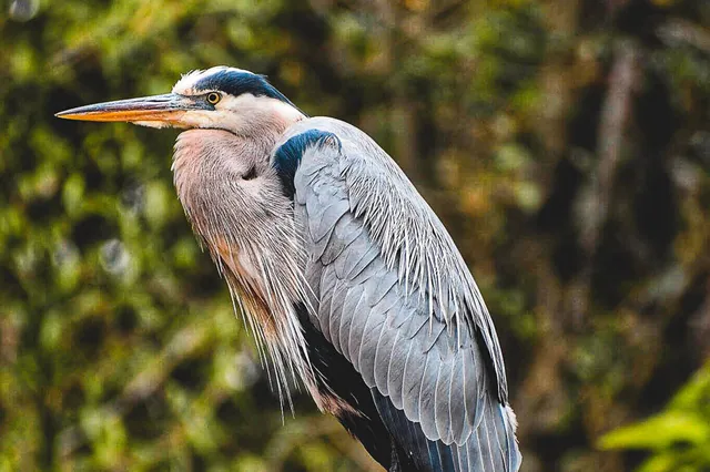 Seitenprofil eines Kanadereichers mit detailliertem Gefieder vor unscharfer Vegetation.