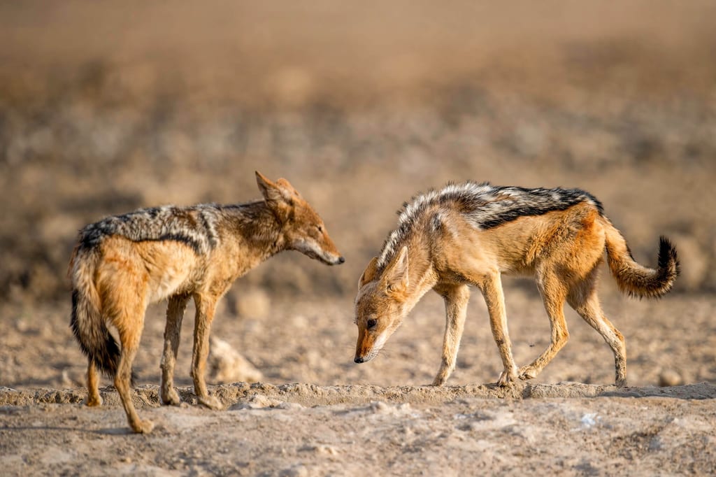 Zwei hundartige Tiere in trockener Landschaft beschnüffeln den Boden bei warmem Seitenlicht.
