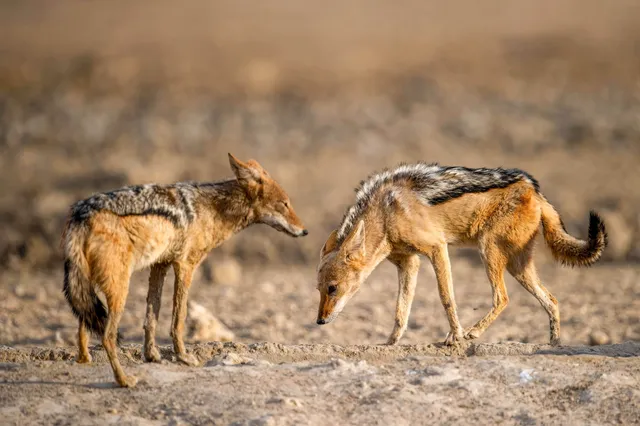 Zwei hundartige Tiere in trockener Landschaft beschnüffeln den Boden bei warmem Seitenlicht.