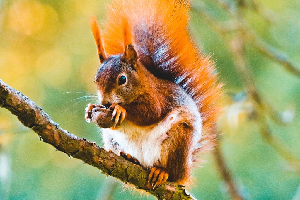 Nahaufnahme eines Eichhörnchens auf einem Ast, das eine Nuss hält.