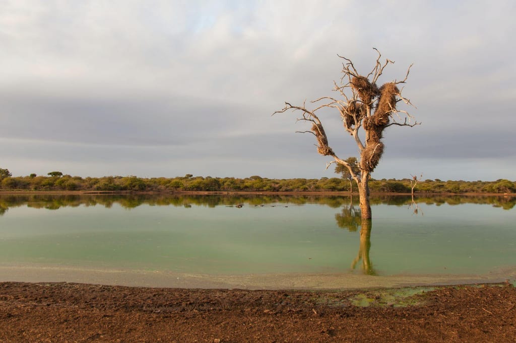 Alleinstehender Baum mit großen Nestern im flachen See, Spiegelung im ruhigen Abendlicht.