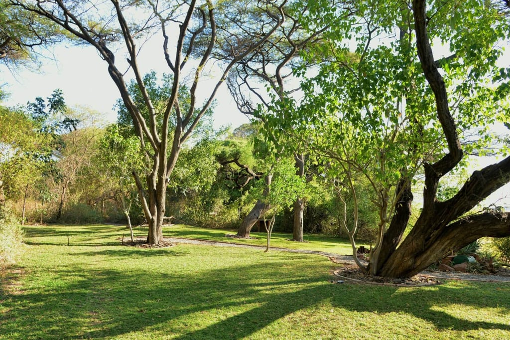 Parkähnliche Wiese mit mehreren Laubbäumen und langen Schatten am späten Nachmittag.