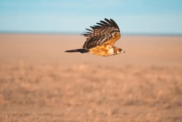 Greifvogel im Flug über einer weiten, trockenen Graslandschaft im warmen Seitenlicht.
