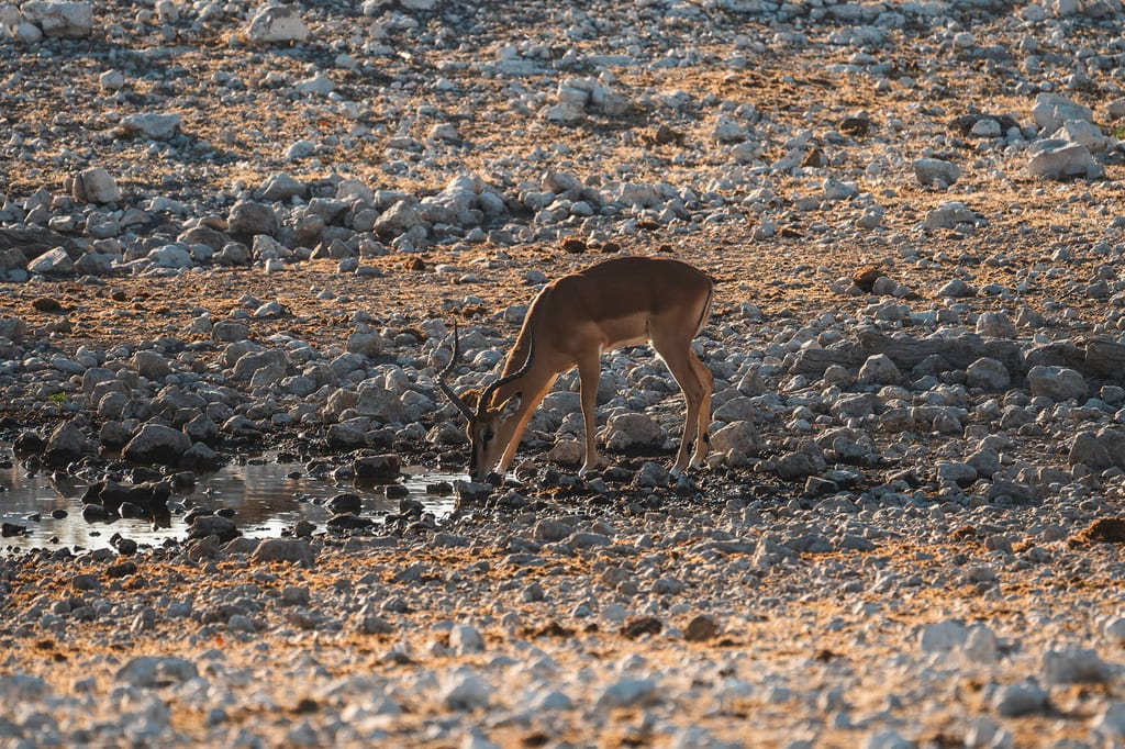 Antilope trinkt an einer kleinen Wasserstelle in sonniger, steiniger Trockengegend.
