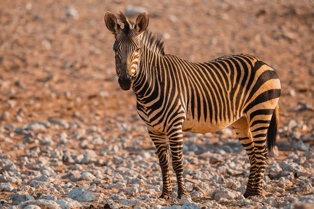 Hartmann-Bergzebra steht auf steinigem Boden, warmes Abendlicht betont die Streifen.