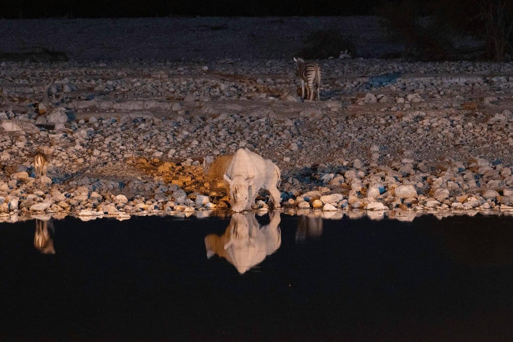 Nach Einbruch der Dunkelheit kommen Spitzmaulnashörner sehr oft zum Wasserloch, um zu trinken oder zu baden