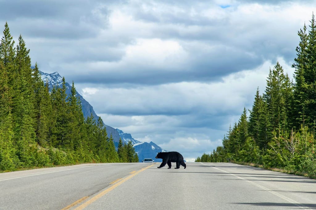 Ein Schwarzbär läuft über den legendären Icefields Parkway