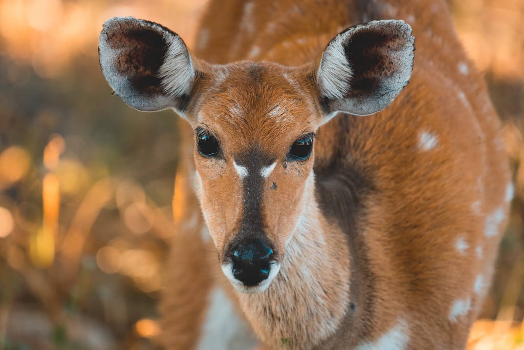 Botswana Game Drive Tipps